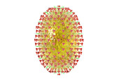 Influenza A (H3N2)v virus,illustration