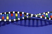 DNA Double Helix