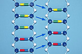 Deletion Mutation in DNA