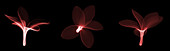 Fragipani (Plumeria) Flowers,X-ray