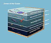 Zones of the Ocean,illustration