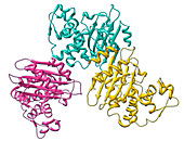 Carbapenemase Molecule,illustration