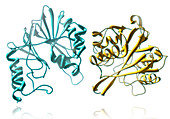 Metallo-beta-lactamase-1,illustration