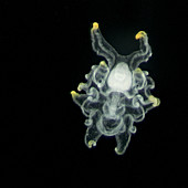 Starfish Pluteus Larva
