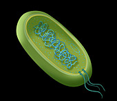 Bacteria Diagram