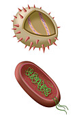 Virus and Bacteria Diagram