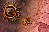 Coronaviruses,illustration