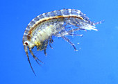 Krill,Amphipod