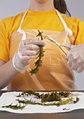 Student Experiments with Elodea Plant
