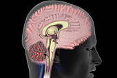Brain Cross Section,illustration
