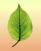X-ray of pear leaf