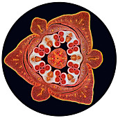 Lilium flower bud,Transverse Section