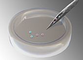 Stem Cells in dish,Illustration