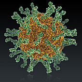 Poliovirus Type I,illustration
