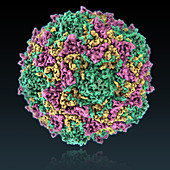 Poliovirus,illustration