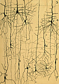 Microscopic Brian Structure,Cajal,1904