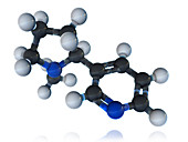 Nicotine Molecular Model,illustration