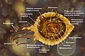 Macrophage,illustration