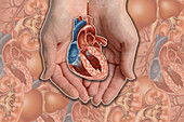 Hands Holding Heart,illustration