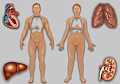 Organs in Human Anatomy,illustration