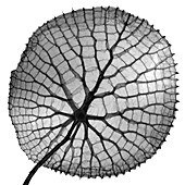 Giant Amazon water lily,X-ray