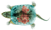Snapping Turtle,X-Ray