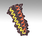 Coiled Coil Protein,illustration
