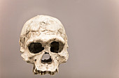 Homo erectus Skull