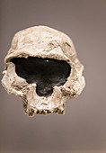 Homo erectus Skull