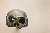 Homo heidelbergensis Skull
