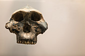 Paranthropus boisei Skull