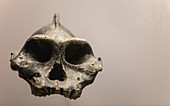 Paranthropus aethiopicus Skull