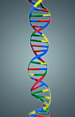 DNA,Ribbon Model,illustration