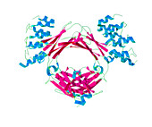 Immunoglobulin E,antibody,illustration