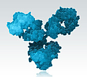 Immunoglobulin G antibody,illustration