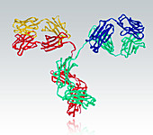 Antibody,Molecular Model,illustration