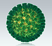 Rotavirus,Molecular Model,illustration