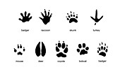 Common Mammal Animal Tracks,illustration