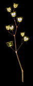 X-ray of the Velvet Leaf Seed Pods