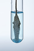 Copper Reacts with Silver Nitrate,5 of 6