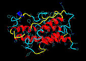 Human Growth Hormone,illustration