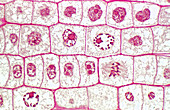 Mitosis in Root Apex,Allium