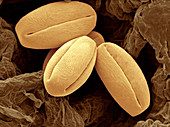 Pear Pollen Grains,SEM