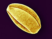 Plum Pollen,SEM