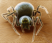 Dictynid Spider