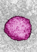 Flavivirus