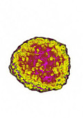 Flavivirus