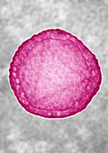 Hepatitis C virus (HCV)