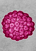 Papillomavirus (HPV)