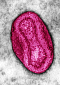 Poxvirus